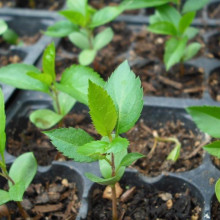 🌱 Орошение маленьких саженцев — решения от AgroTomchi